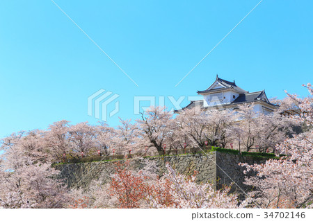 Tsuyama Castle-Spring enchanting cherry blossoms- 34702146