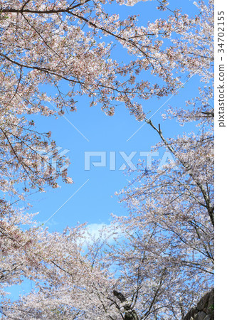 Tsuyama Castle-春天迷人的櫻花 -  34702155