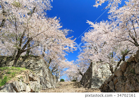 Tsuyama Castle-Spring enchanting cherry blossoms- Tsuyama Castle-Spring enchanting cherry blossoms- 34702161