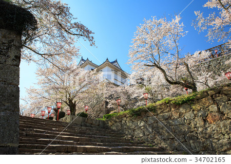 Tsuyama Castle-春天迷人的櫻花 -  34702165