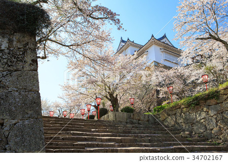 Tsuyama Castle-Spring enchanting cherry blossoms- Tsuyama Castle-Spring enchanting cherry blossoms- 34702167