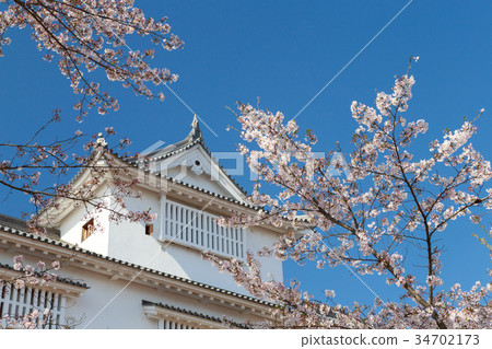 Tsuyama Castle-Spring enchanting cherry blossoms- Tsuyama Castle-Spring enchanting cherry blossoms- 34702173