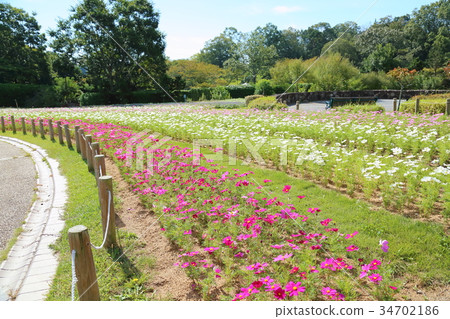 Autumn park cosmos flower field Autumn park cosmos flower field 34702186