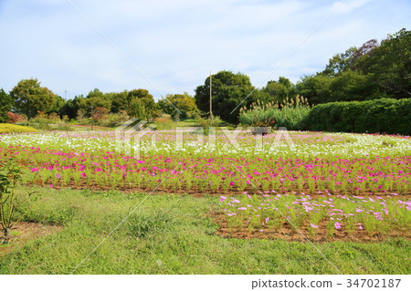 秋天公園波斯菊花田 秋天公園波斯菊花田 34702187