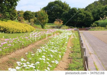Autumn park cosmos flower field Autumn park cosmos flower field 34702188