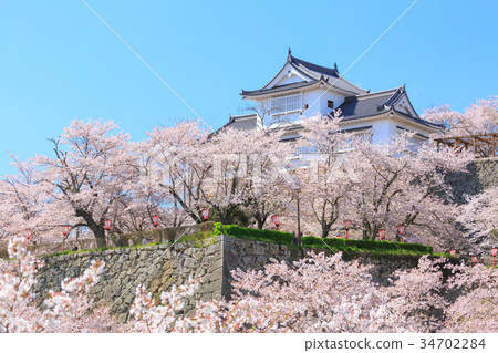Tsuyama Castle-Spring enchanting cherry blossoms- 34702284