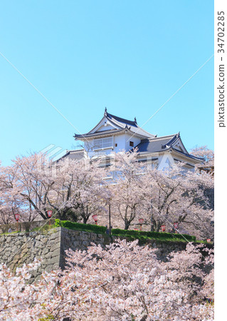 Tsuyama Castle-春天迷人的櫻花 -  34702285