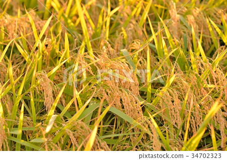 Fall of rice, paddy, rice, autumn fruit, rice cultivation, harvest. *Rice variety is unknown. Taken at the end of September. Fall of rice, paddy, rice, autumn fruit, rice cultivation, harvest. *Rice variety is unknown. Taken at the end of September. 34702323