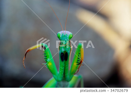 migratory locust head with high depth focus 34702679