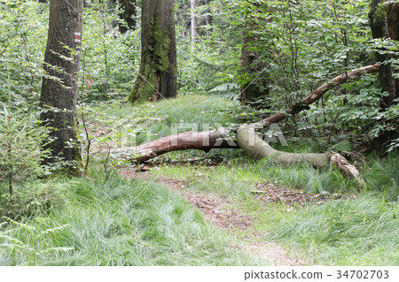 Calm day in the beech wood 34702703