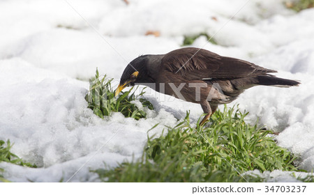 Starling on the ground in winter 34703237