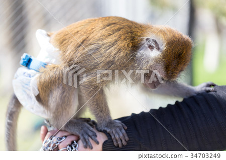 Portrait of a monkey at the zoo 34703249