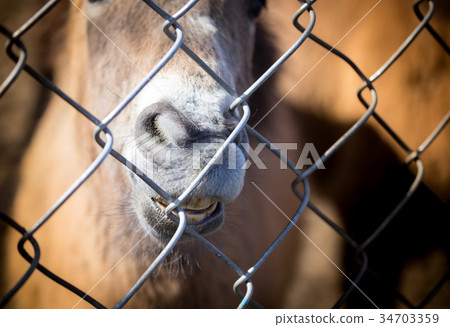 A horse behind a metal fence 34703359