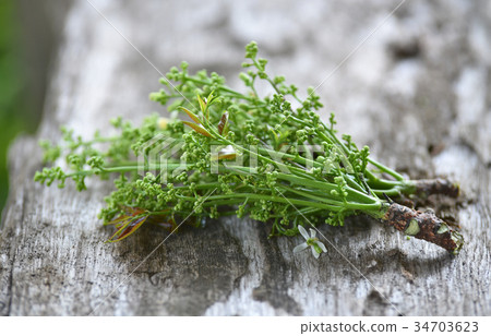 Fresh and green Neem plant (Azadirachta indica)  34703623