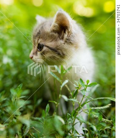 Little kitten in green grass in the park 34703741