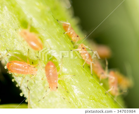 Aphids on a green leaf in nature Aphids on a green leaf in nature 34703984