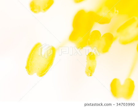 Yellow pollen on a flower in nature Yellow pollen on a flower in nature 34703990