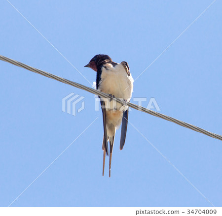 The swallow sits on an electric wire 34704009