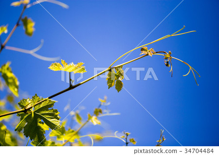 Mustache against grapes against the blue sky Mustache against grapes against the blue sky 34704484