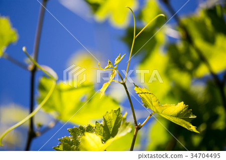 Mustache against grapes against the blue sky Mustache against grapes against the blue sky 34704495