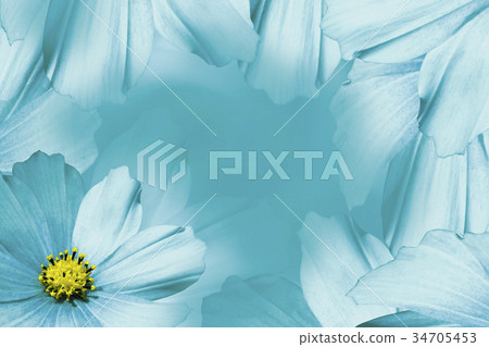 Floral turquoise-white background.flower daisy. Floral turquoise-white background.flower daisy. 34705453