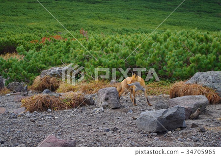 Rausupei fox 34705965