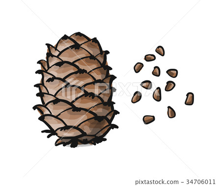 Cedar cone, sketch for your design 34706011