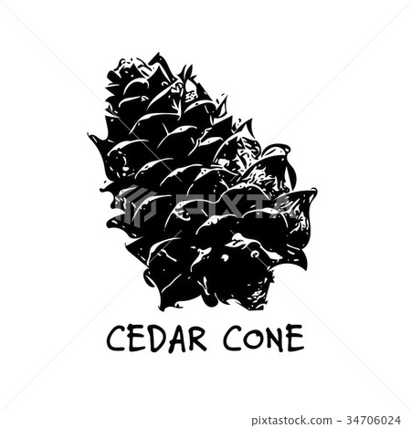 Cedar cone, sketch for your design Cedar cone, sketch for your design 34706024