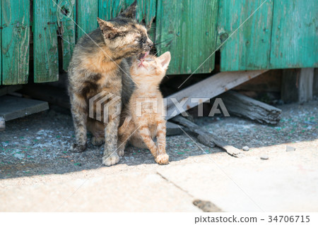 Cat's parent and child 34706715