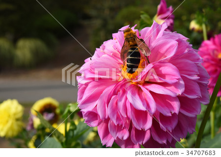 Dahlia and bees 34707683