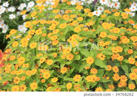 Melanpodium花 34708262