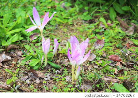 Corticum花 34708267