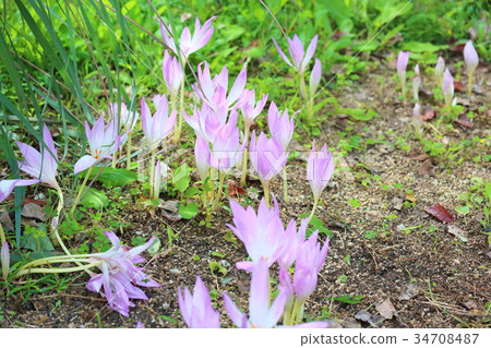 Corticum花 34708487