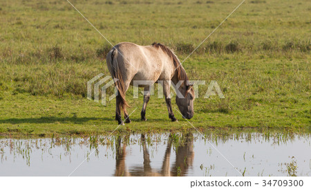 Grazing Konik horse Grazing Konik horse 34709300