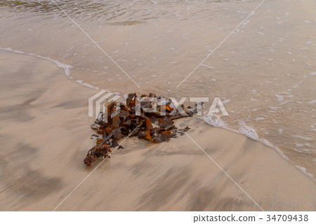 Kelp launched to the beach 34709438