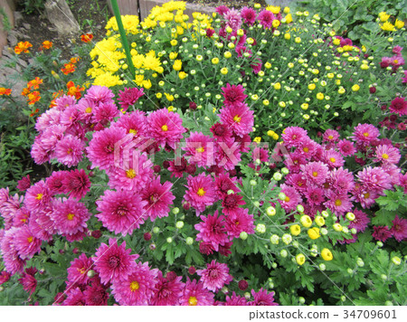 Chrysanthemum in flower bed 34709601
