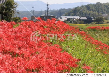 Cluster amaryllis 34709781