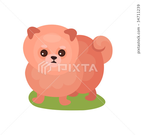 Pomeranian spitz dog, purebred pet animal standing Pomeranian spitz dog, purebred pet animal standing 34711239