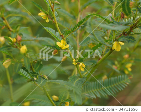 Kawaratetsu Mei 34711656