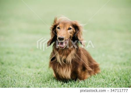 Miniature Dachshund Small Dog Park 34711777