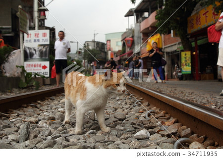 台灣貓 34711935