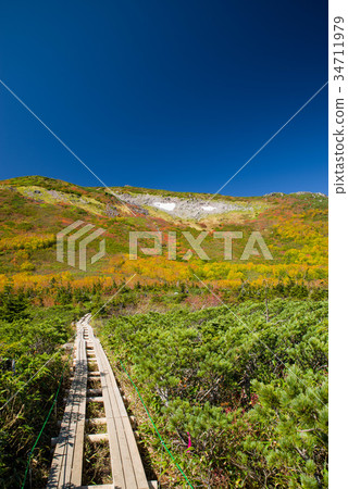 Autumn leaves of Hakuba Nodori Gozan Tenguhara Autumn leaves of Hakuba Nodori Gozan Tenguhara 34711979