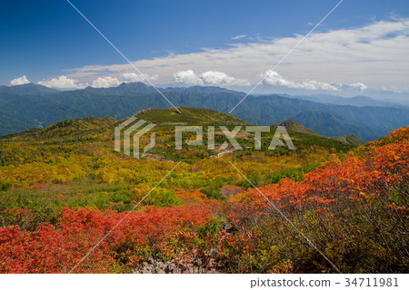 Autumn leaves of Hakuba Nodori Gozan Tenguhara Autumn leaves of Hakuba Nodori Gozan Tenguhara 34711981