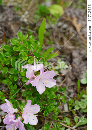 Miyama Kirishima beautiful in light purple Miyama Kirishima beautiful in light purple 34712438