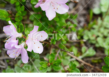 Miyama Kirishima beautiful in light purple Miyama Kirishima beautiful in light purple 34712439