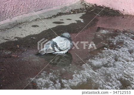 a dove in the puddle on the asphalt 34712553