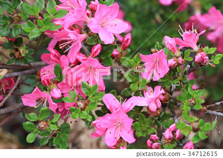 Miyama Kirishima，粉紅色的顏色很漂亮 34712615