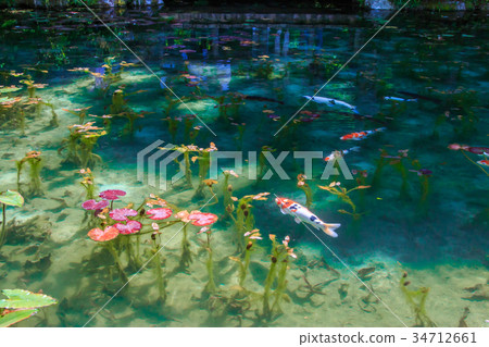 莫奈的池塘 莫奈的池塘 34712661