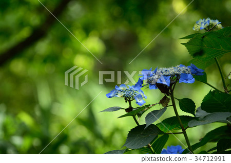 hydrangea flower hydrangea flower 34712991