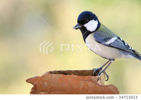 Wild bird tits 34713013